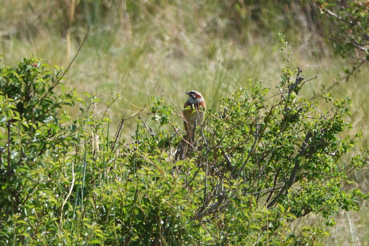 Meadow Bunting - ML638306560