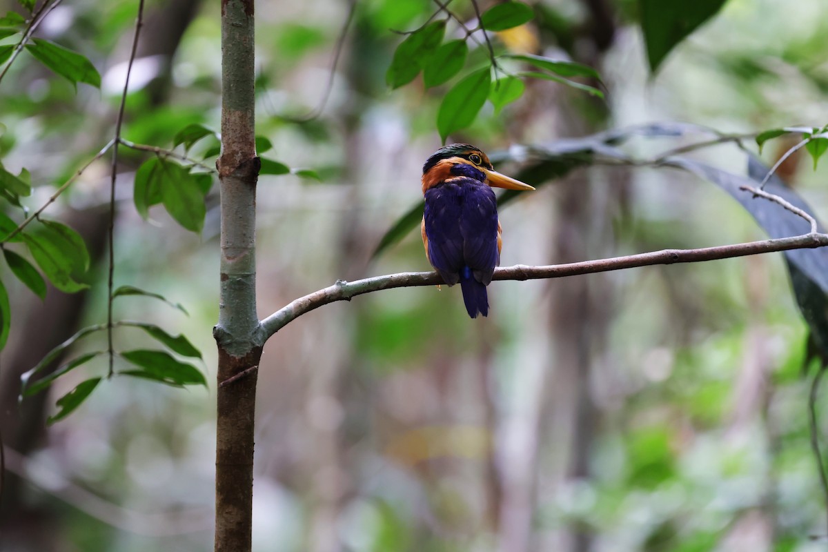 Rufous-collared Kingfisher - ML638306561