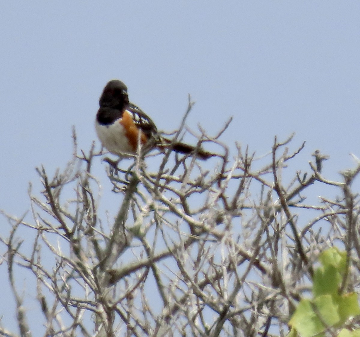 Spotted Towhee - ML638306564