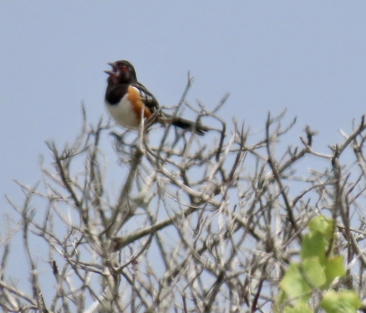 Spotted Towhee - ML638306565
