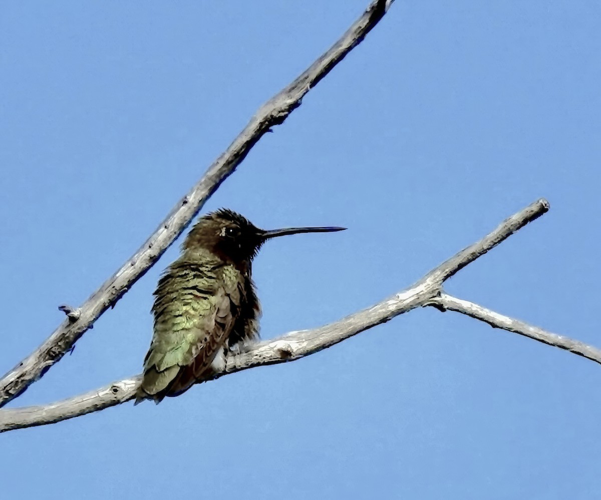Black-chinned Hummingbird - ML638306566