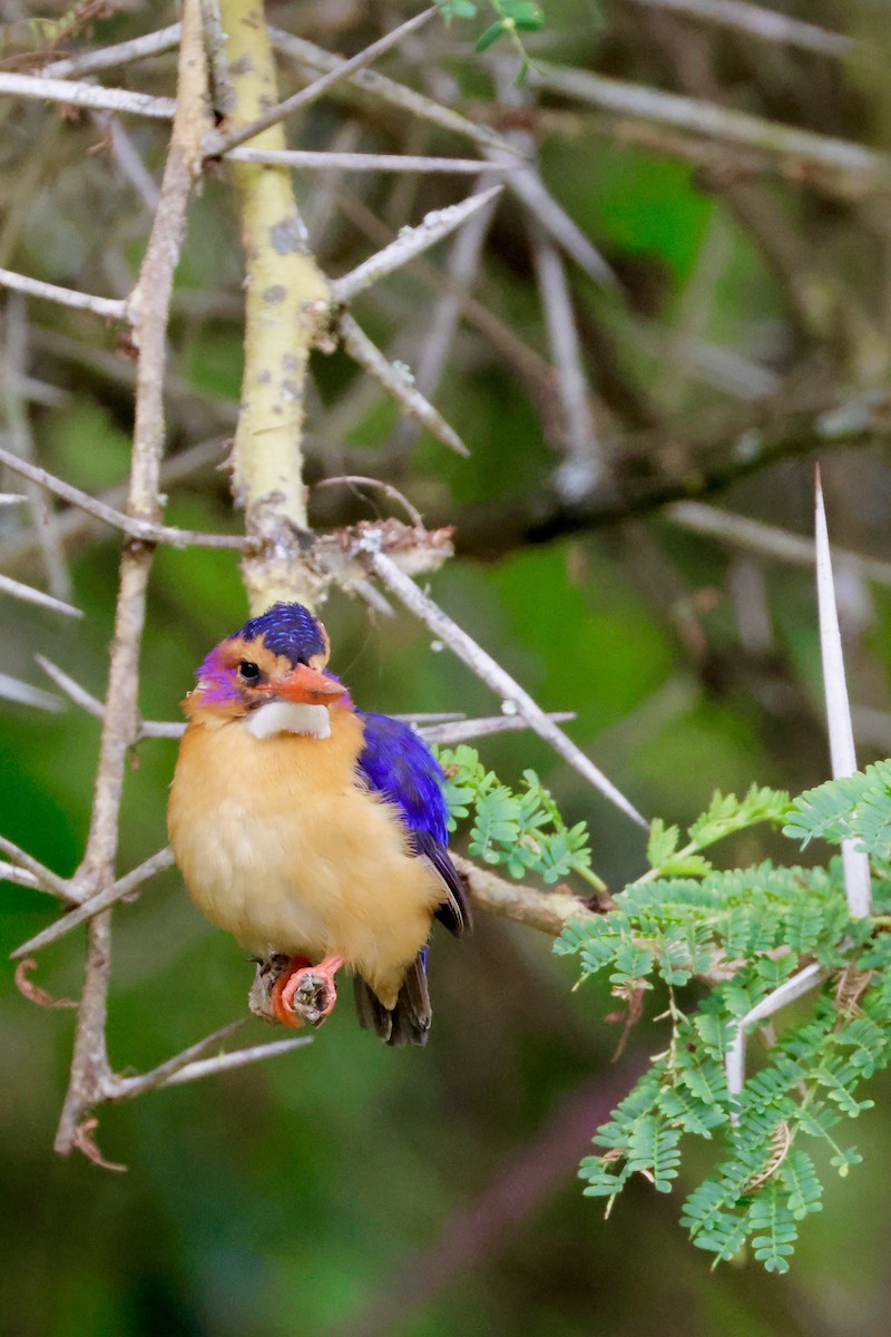 African Pygmy Kingfisher - ML638306569