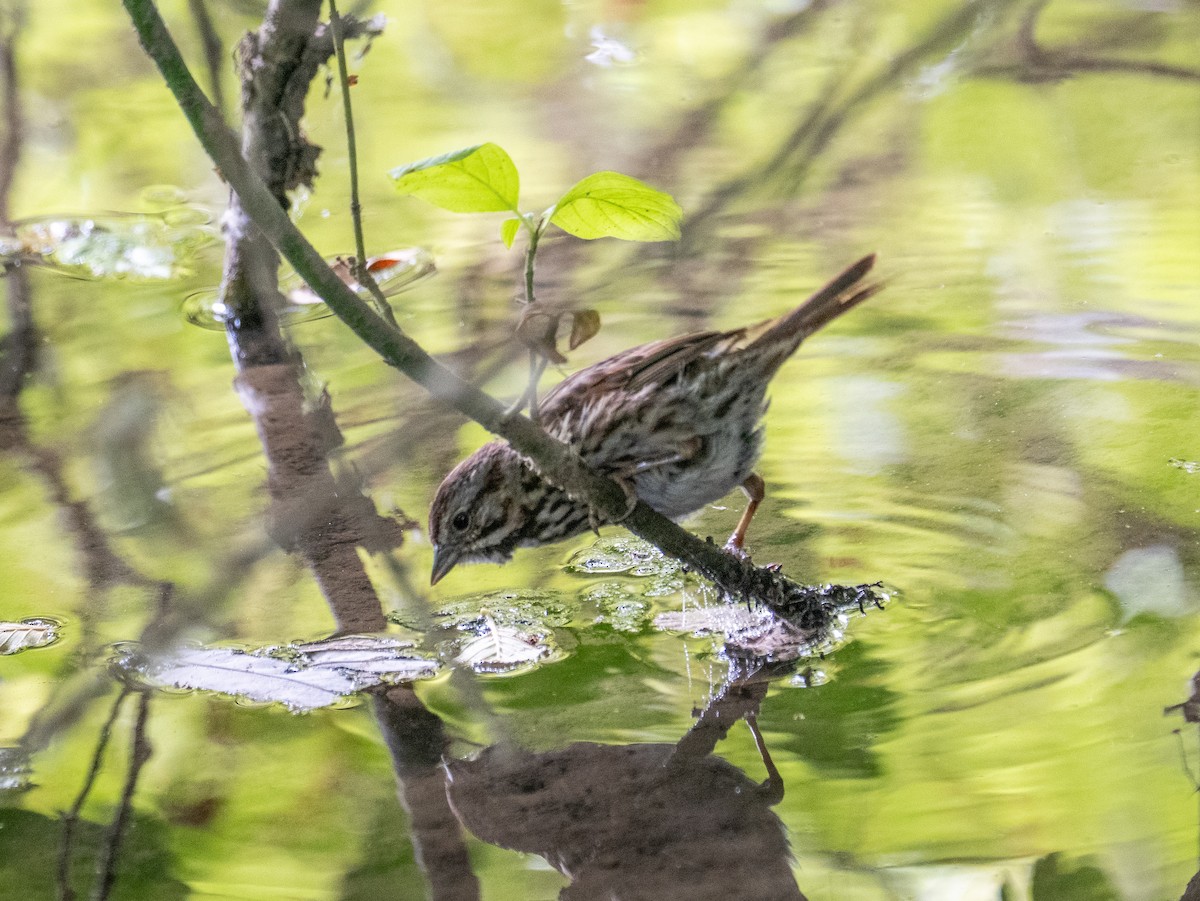 Song Sparrow - ML638306572