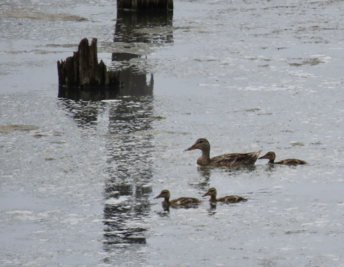 Mallard - ML638306575