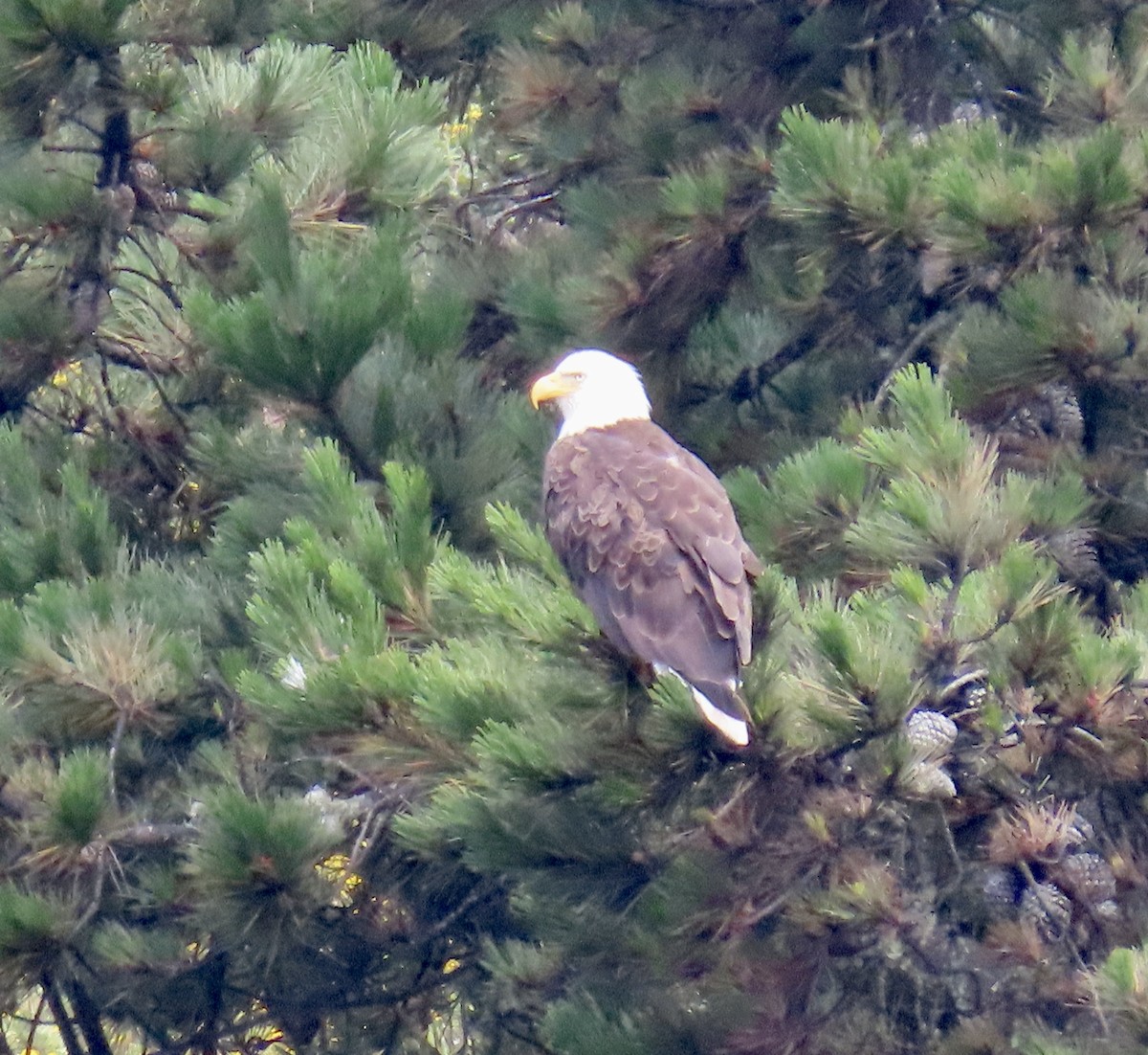 Bald Eagle - ML638306578