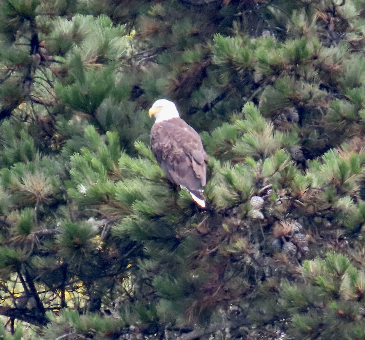 Bald Eagle - ML638306579