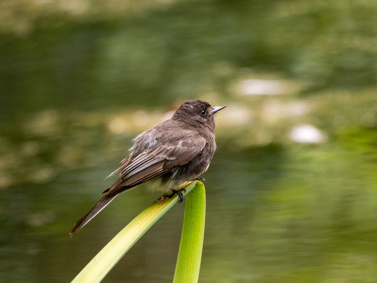 Black Phoebe - ML638306584