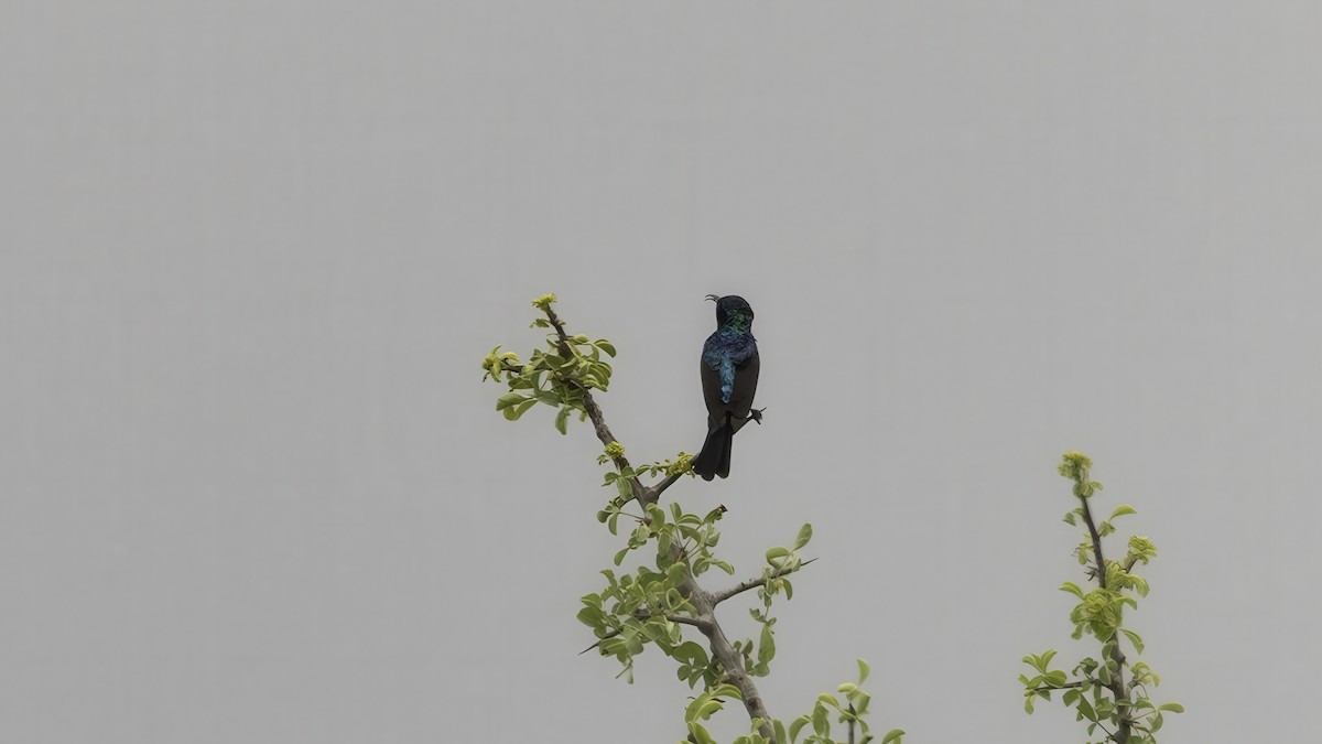 Amethyst Sunbird - ML638306585