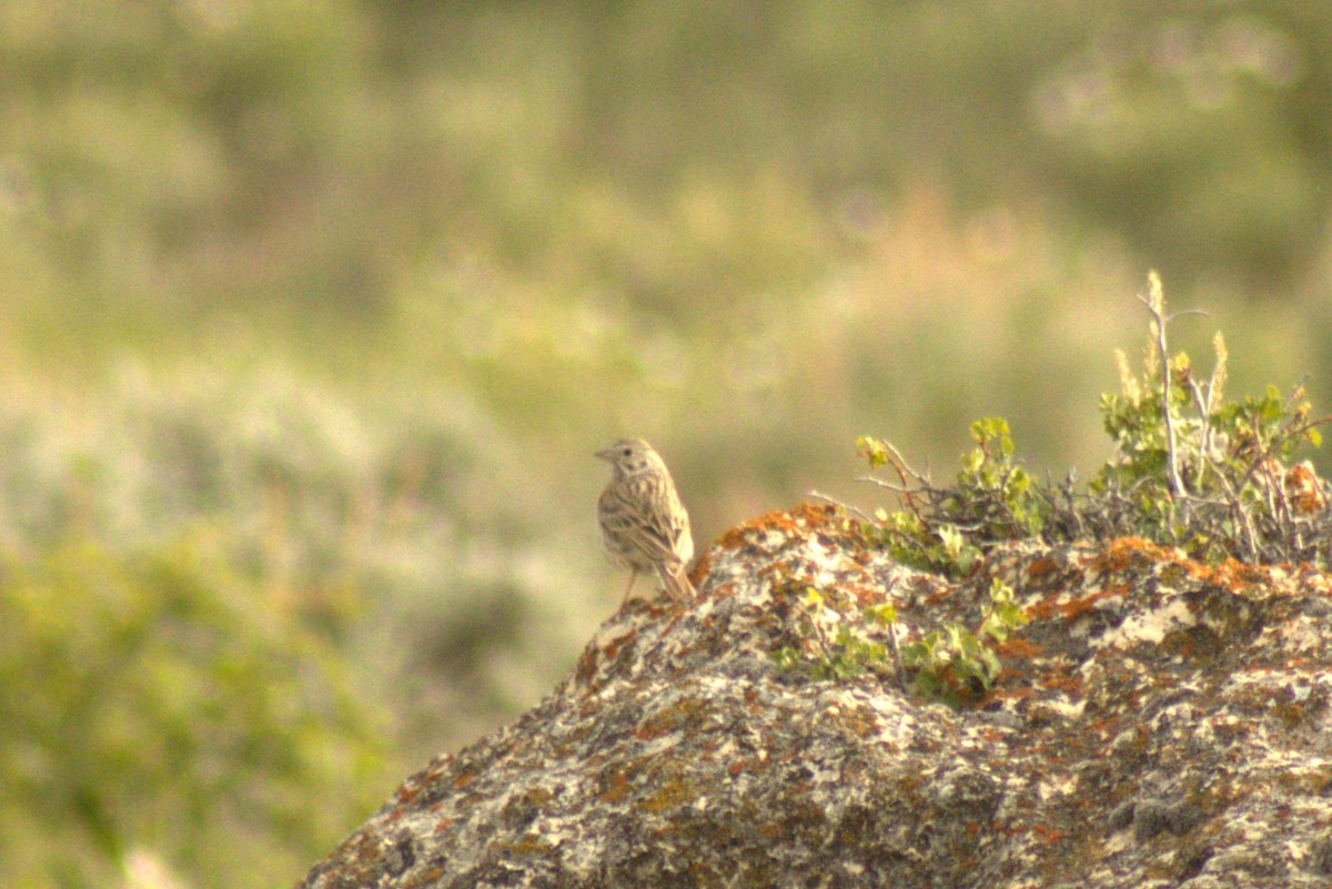 Brewer's Sparrow - ML638306586