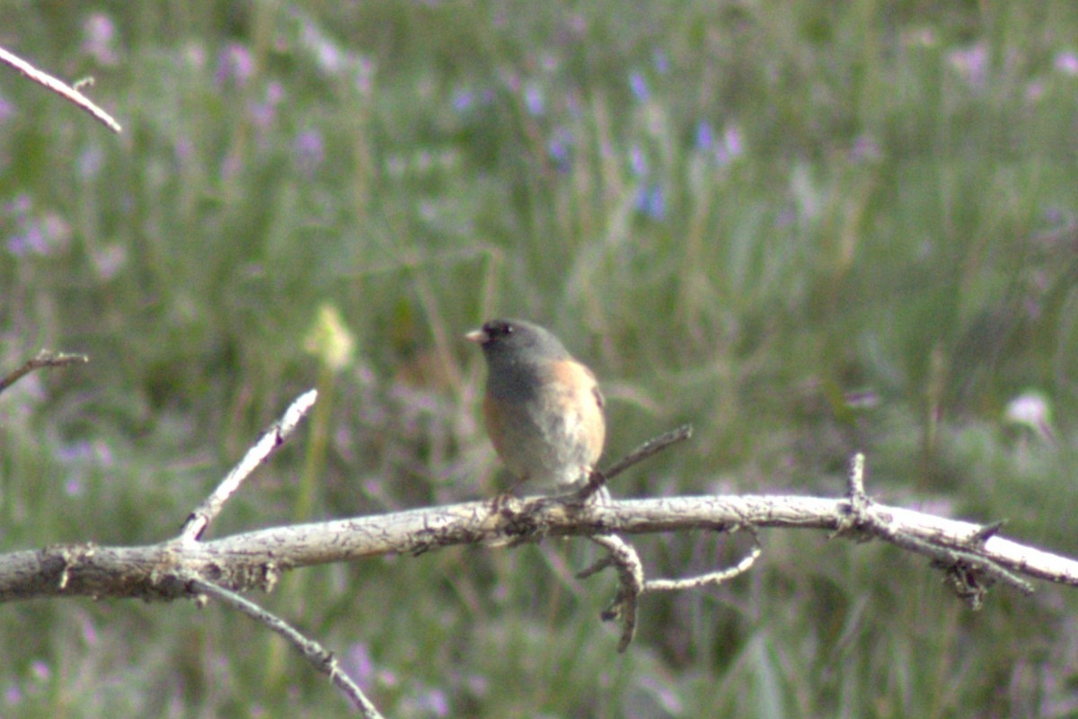 Dark-eyed Junco - ML638306587