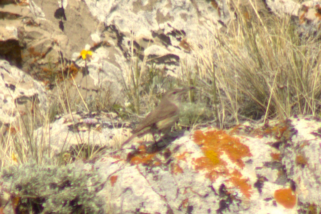 Rock Wren - ML638306591