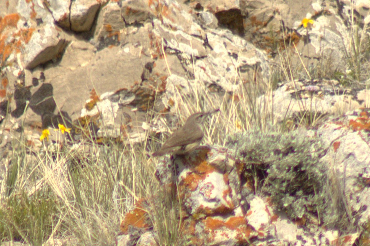 Rock Wren - ML638306592