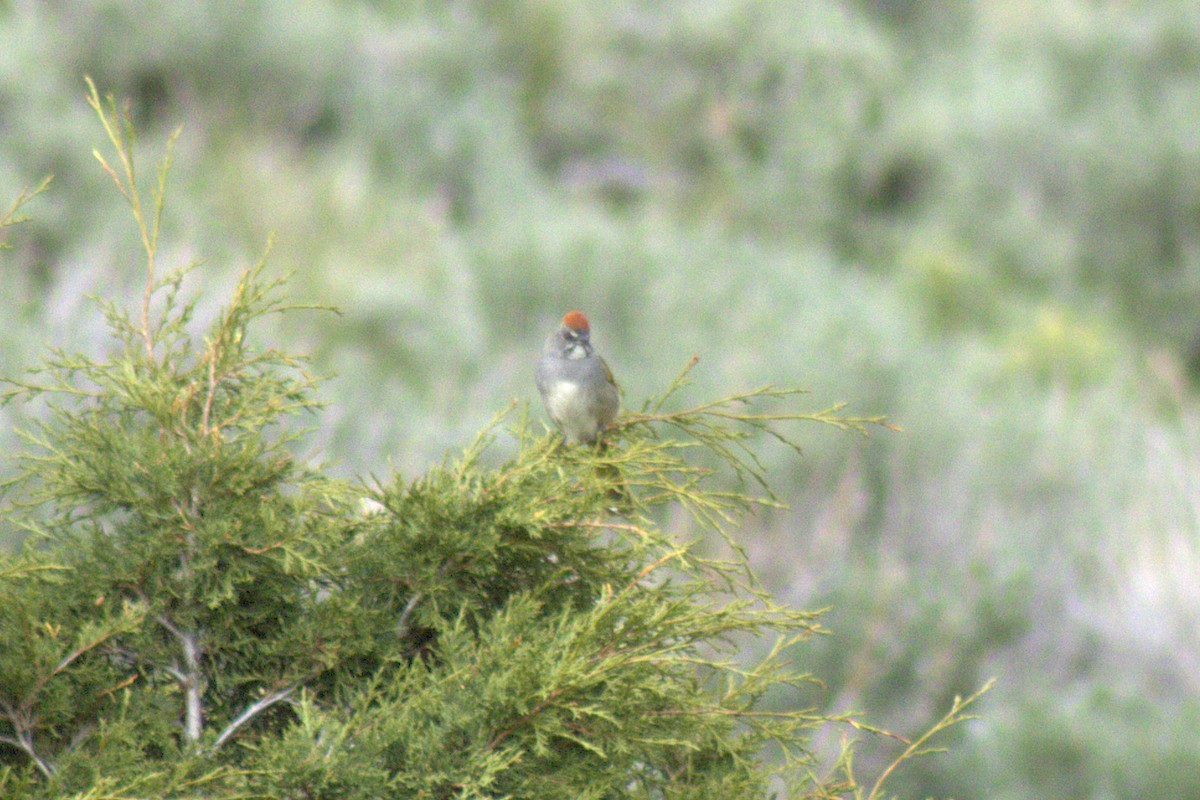 Green-tailed Towhee - ML638306597