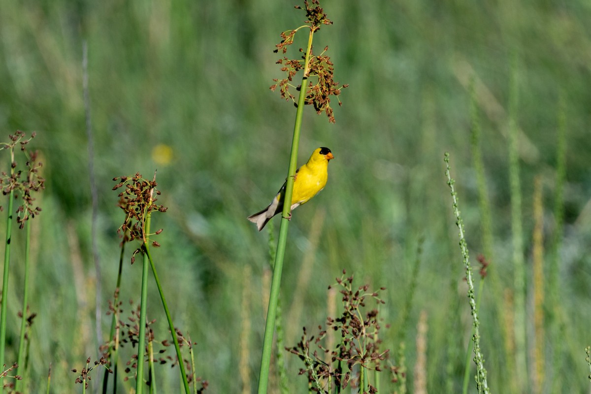 American Goldfinch - ML638306598