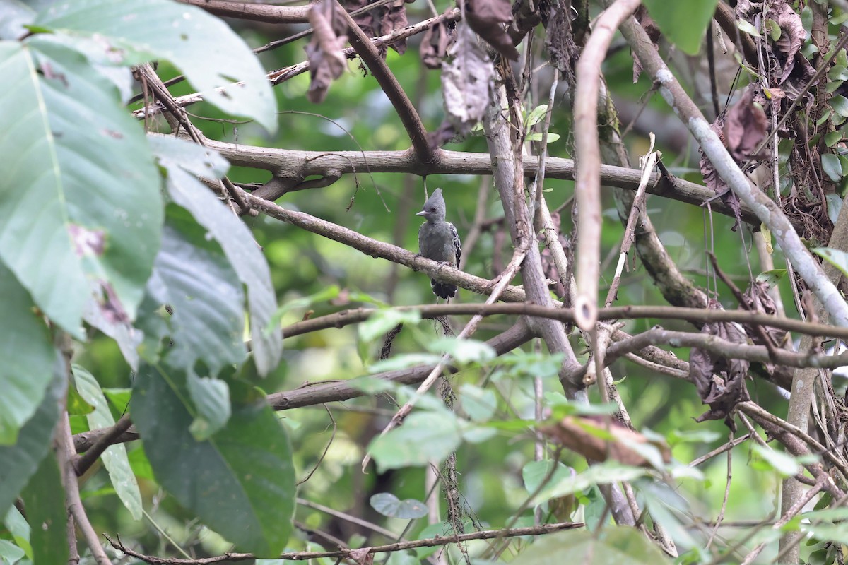 Gray-and-buff Woodpecker - ML638306602