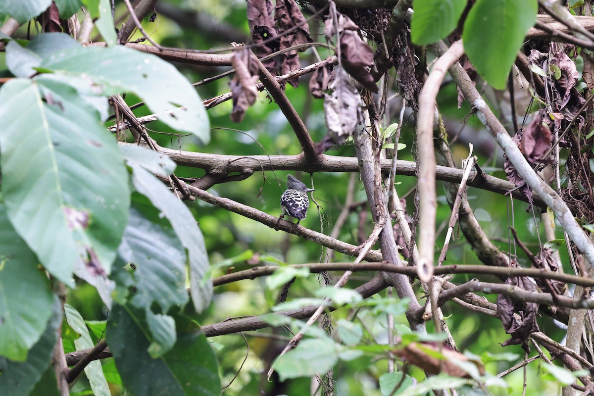Gray-and-buff Woodpecker - ML638306603