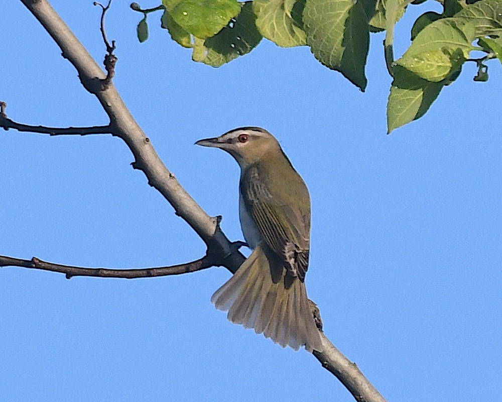 Red-eyed Vireo - ML638306606