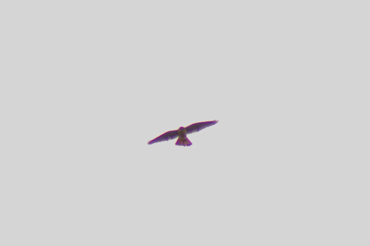 American Kestrel - ML638306608