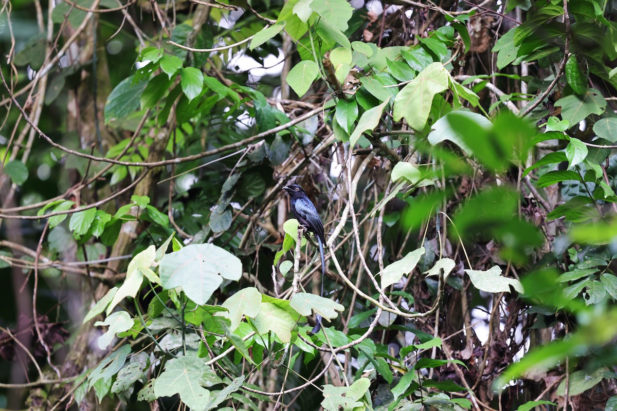 Greater Racket-tailed Drongo - ML638306609
