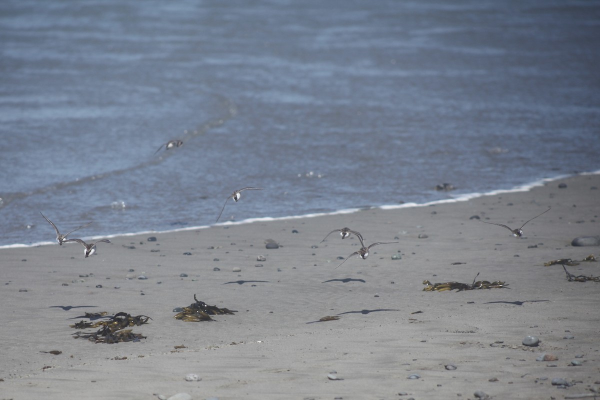 Western Sandpiper - ML638306610