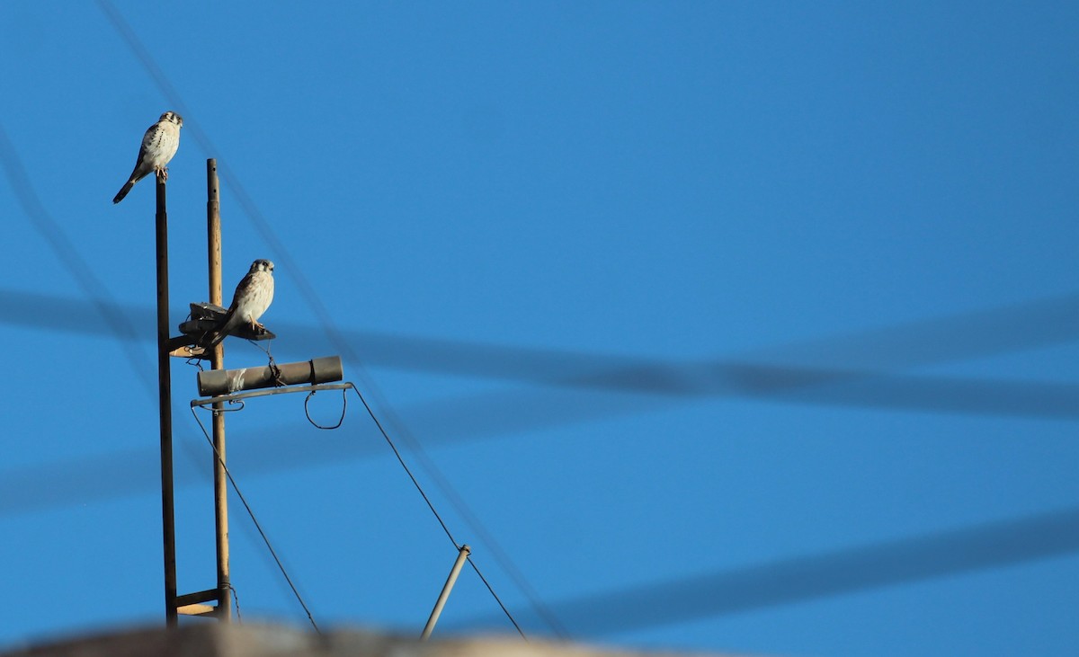 American Kestrel - ML638306637