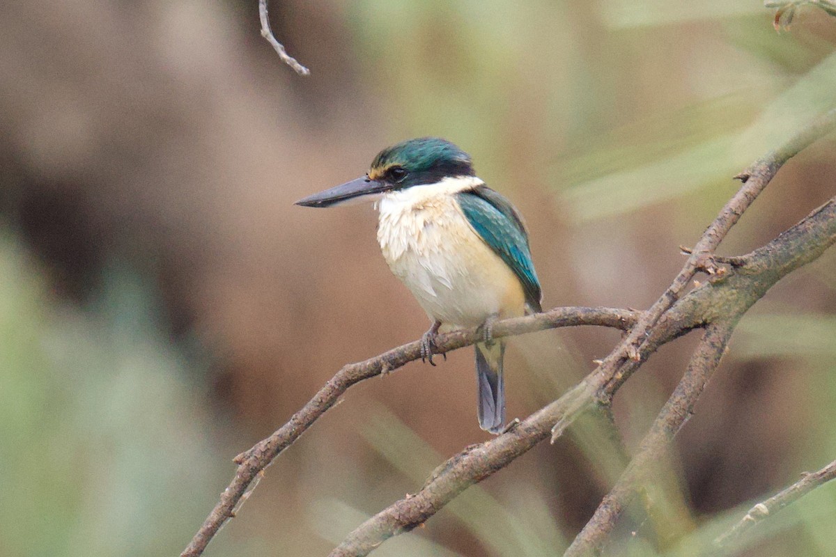 Sacred Kingfisher - ML638306639