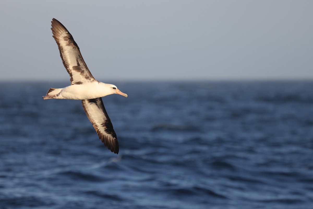 Laysan Albatross - ML638306641
