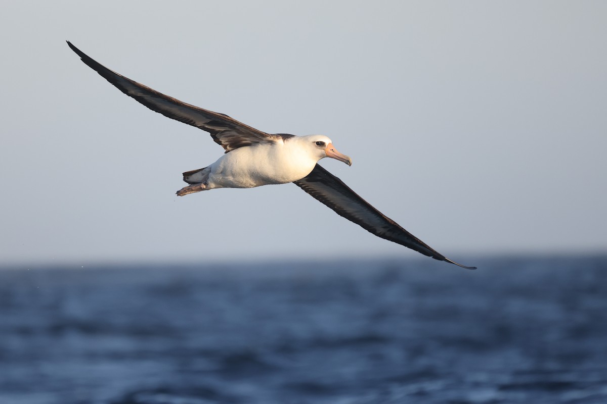 Laysan Albatross - ML638306644