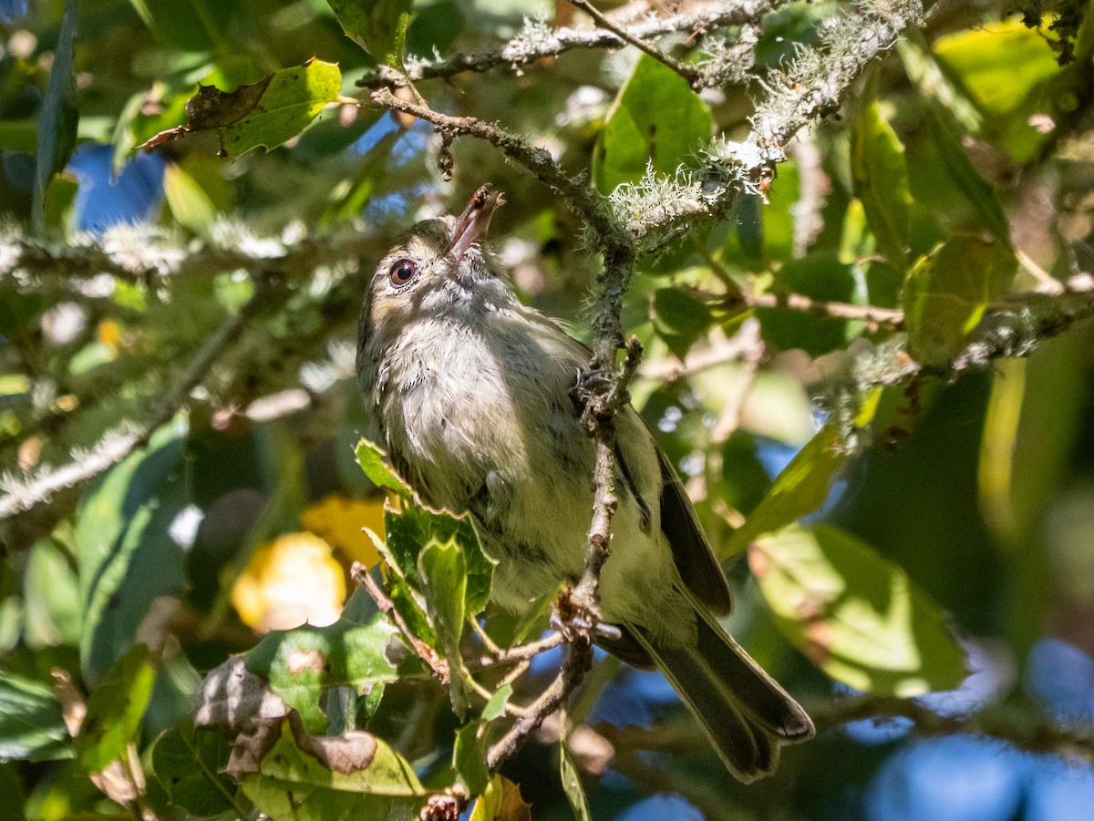 Hutton's Vireo - ML638306647