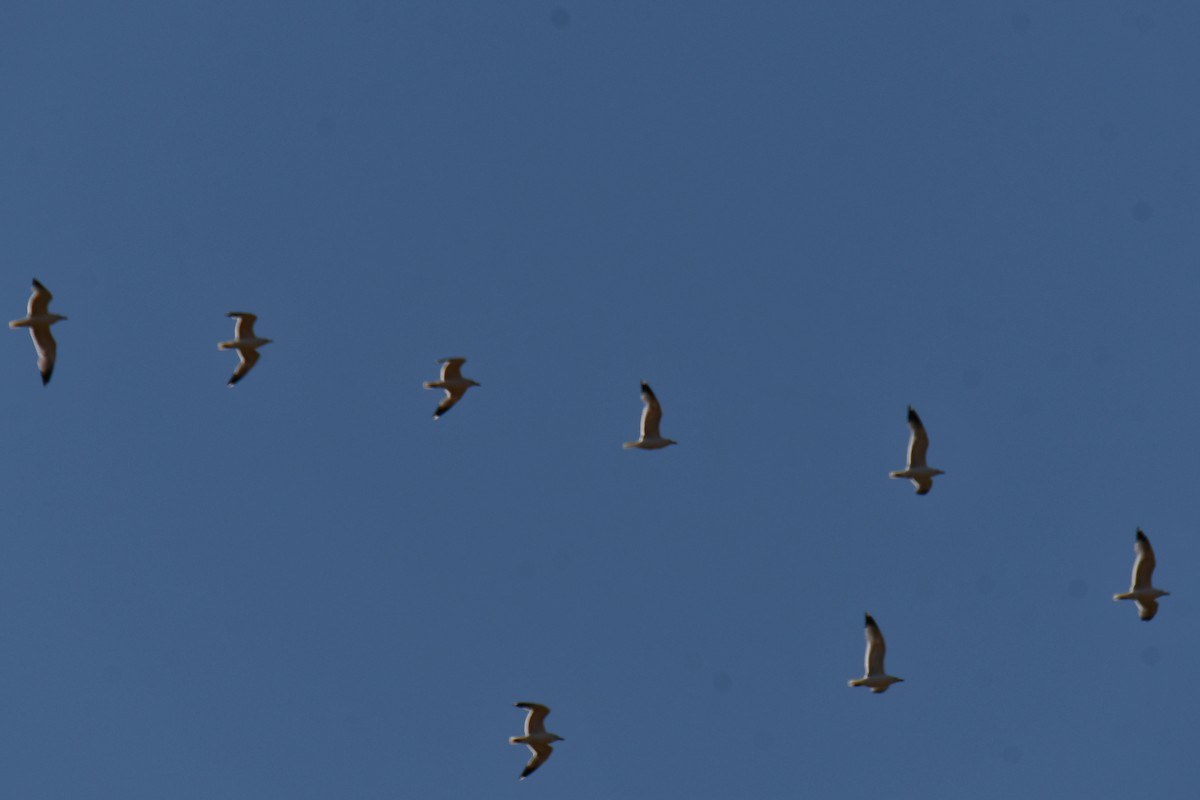 California Gull - ML638306653