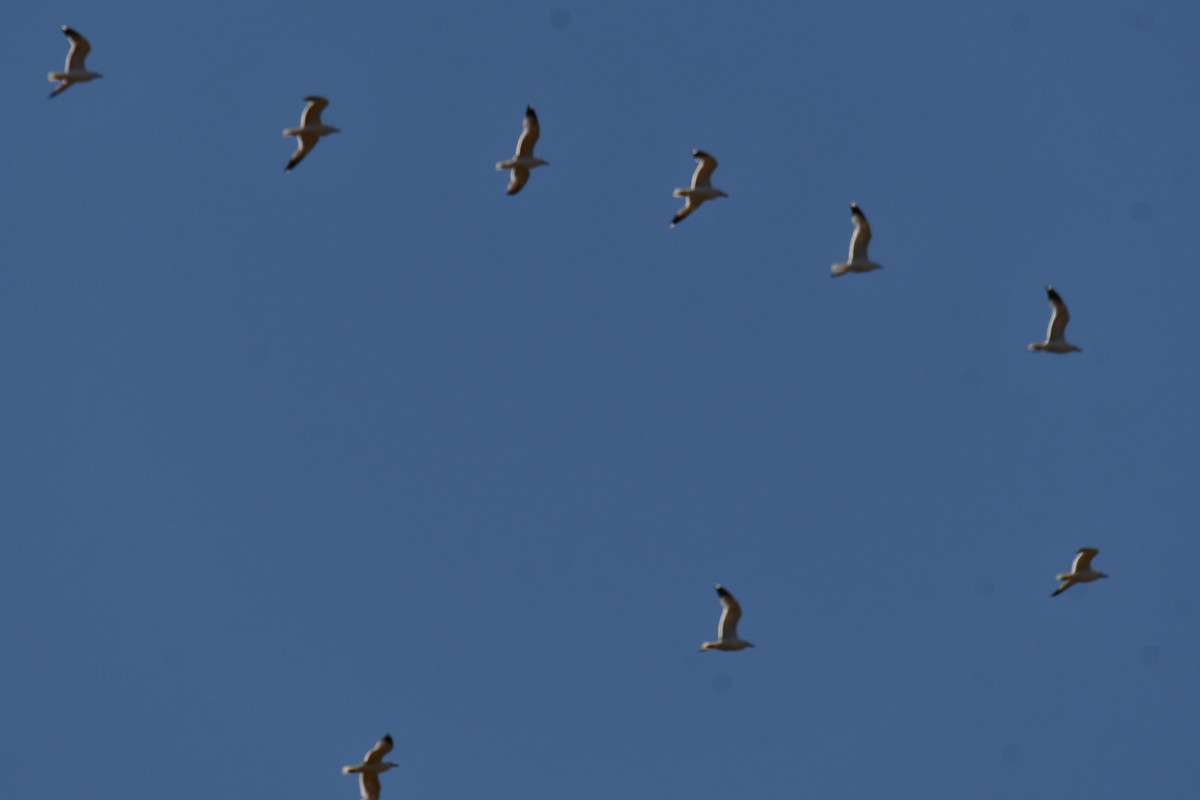 California Gull - ML638306655