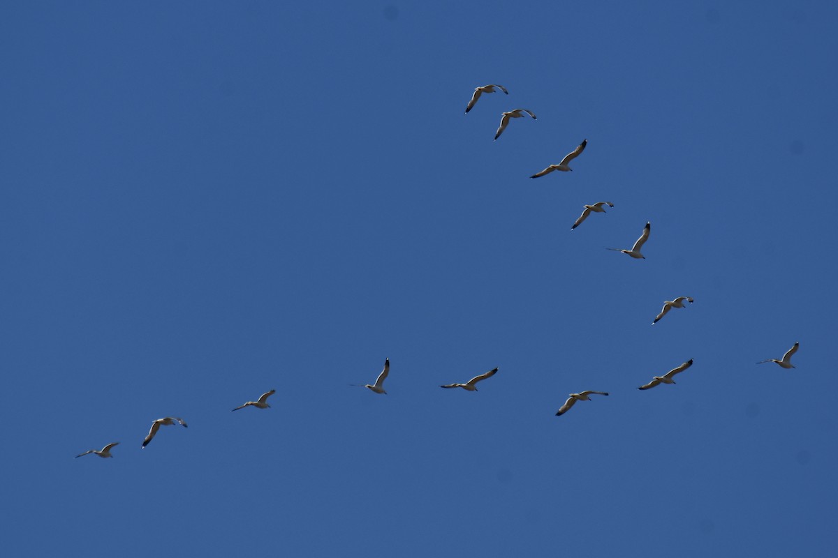 California Gull - ML638306657