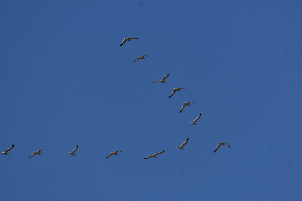 California Gull - ML638306658