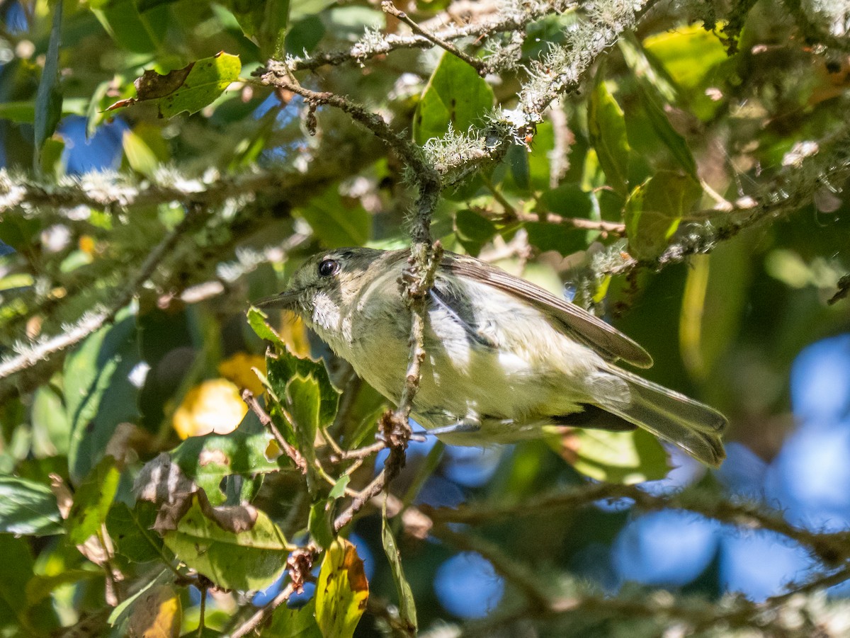 Hutton's Vireo - ML638306675