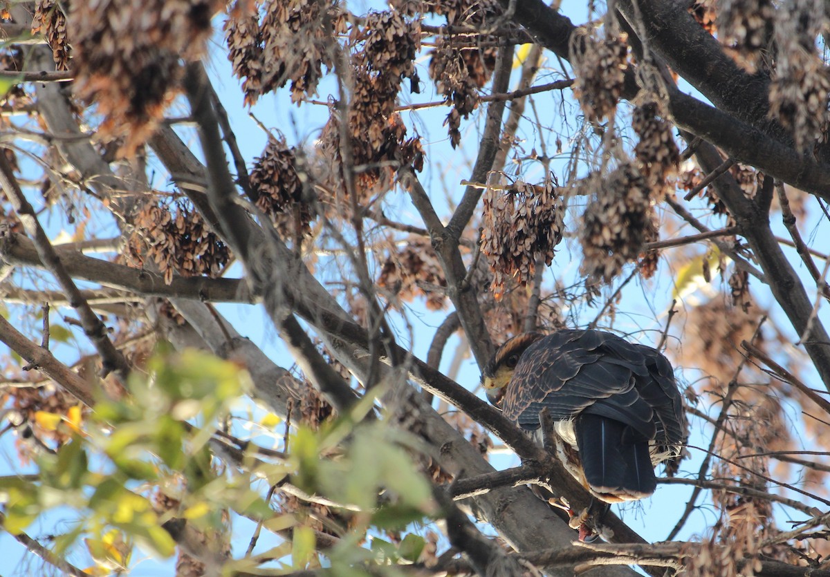Harris's Hawk - ML638306677