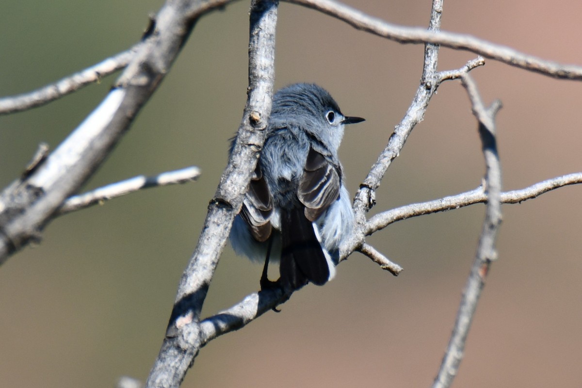 Blue-gray Gnatcatcher - ML638306683