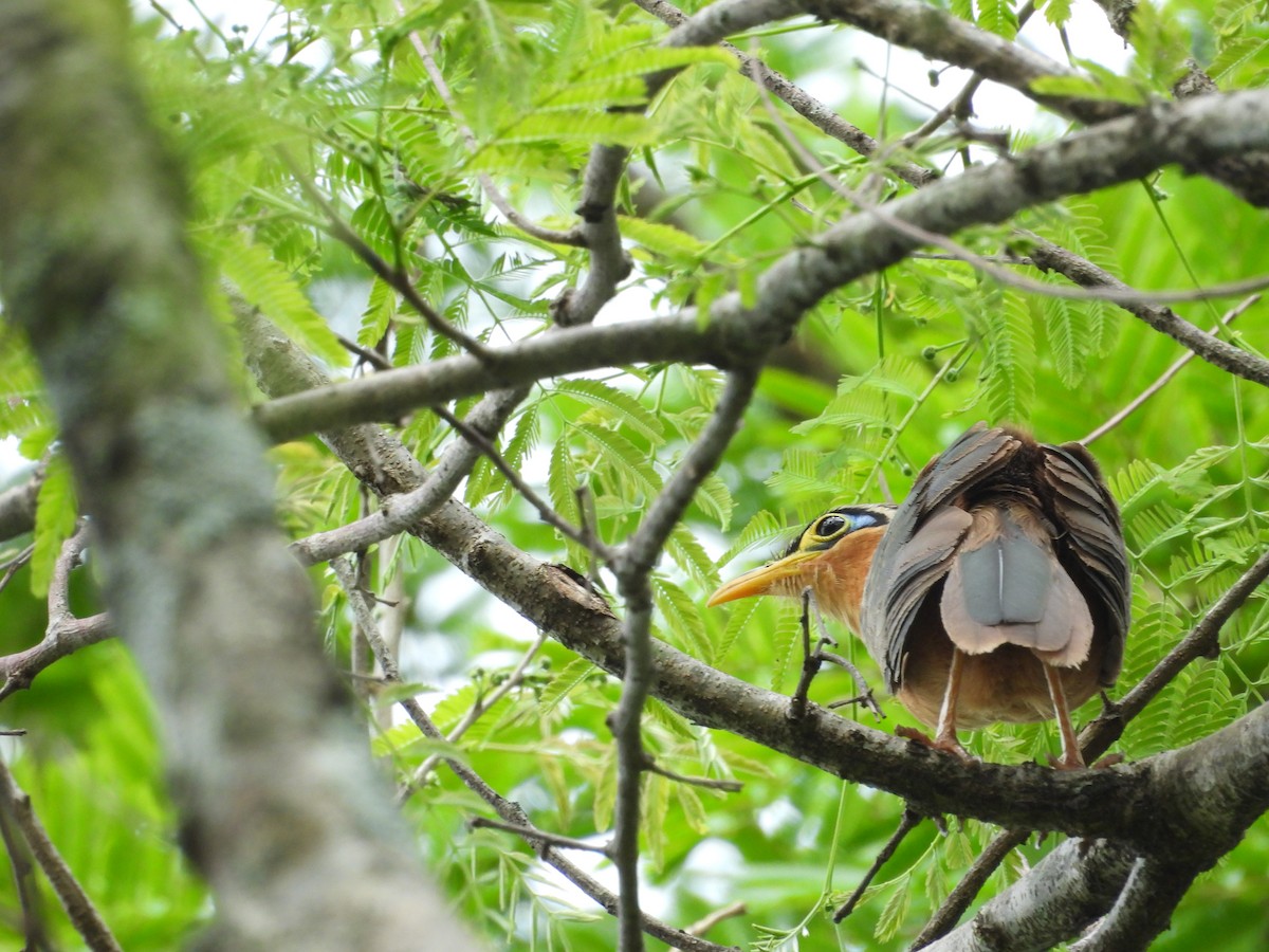 Lesser Ground-Cuckoo - ML638306688