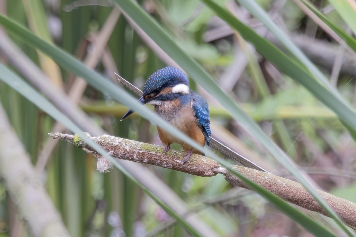 翠鳥 - ML638306690