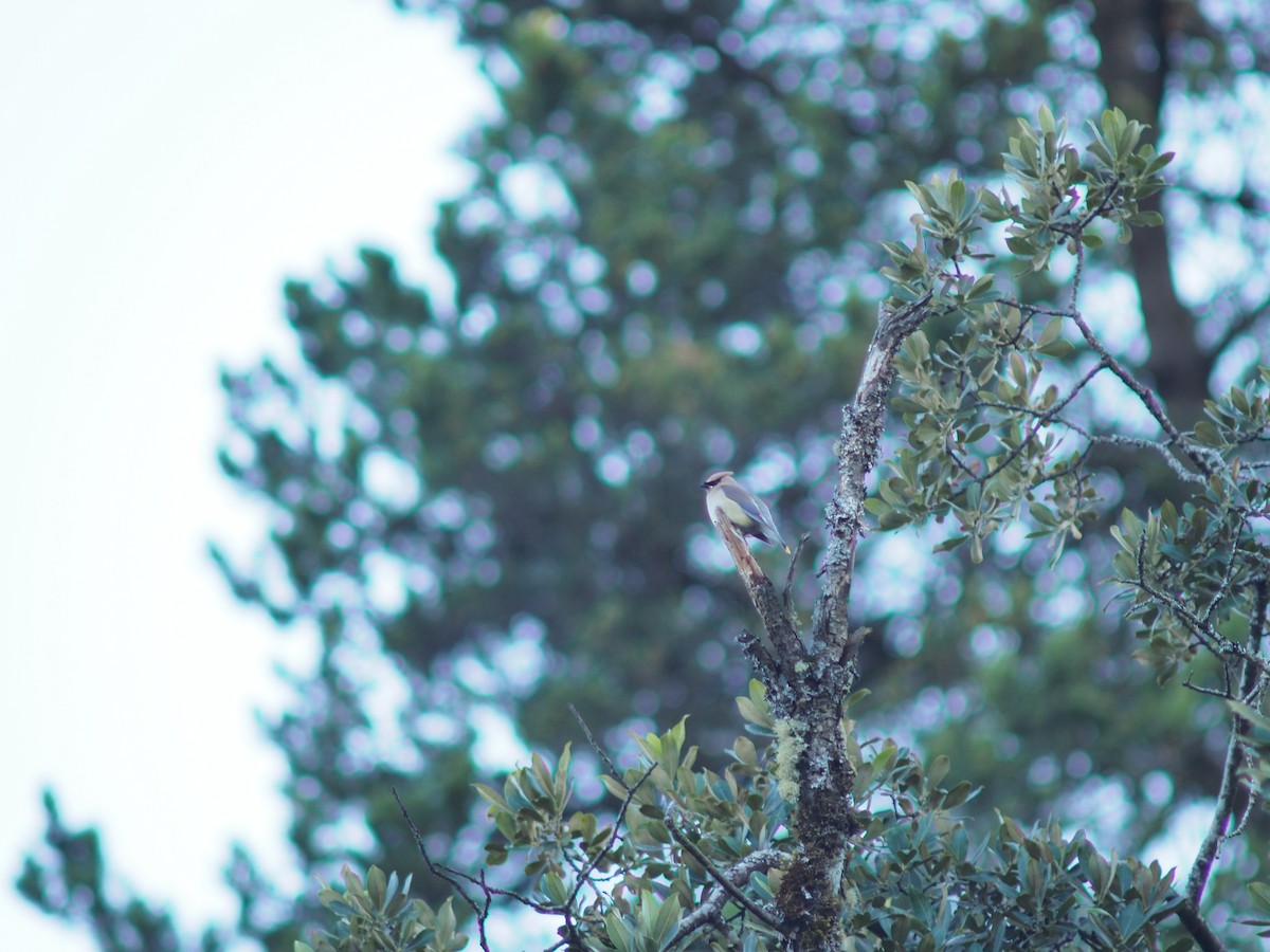 Cedar Waxwing - ML638306691