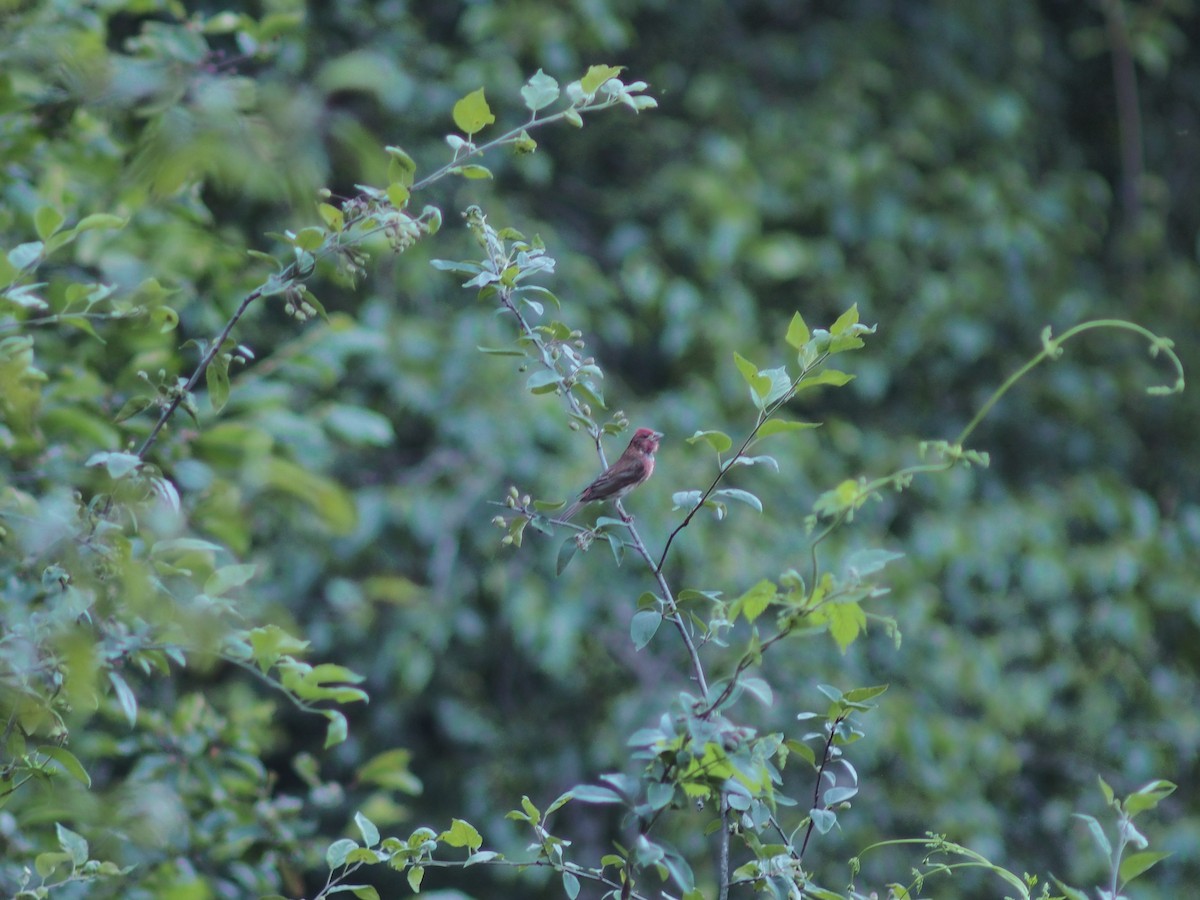 Purple Finch - ML638306695