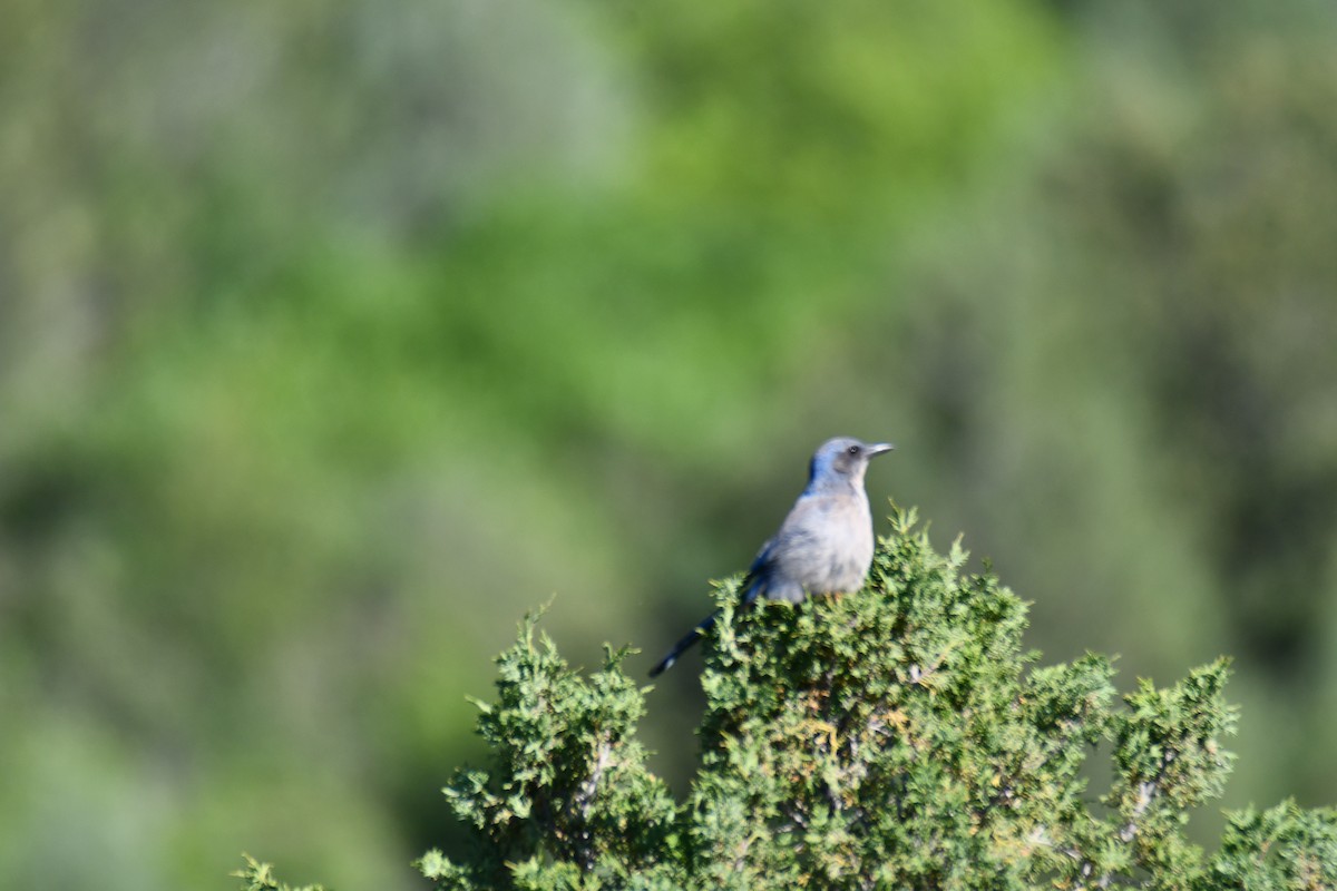 Woodhouse's Scrub-Jay - ML638306696