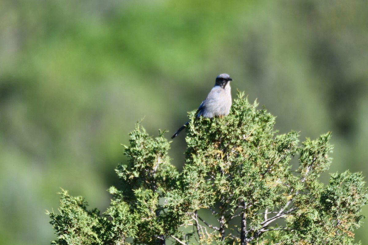 Woodhouse's Scrub-Jay - ML638306699
