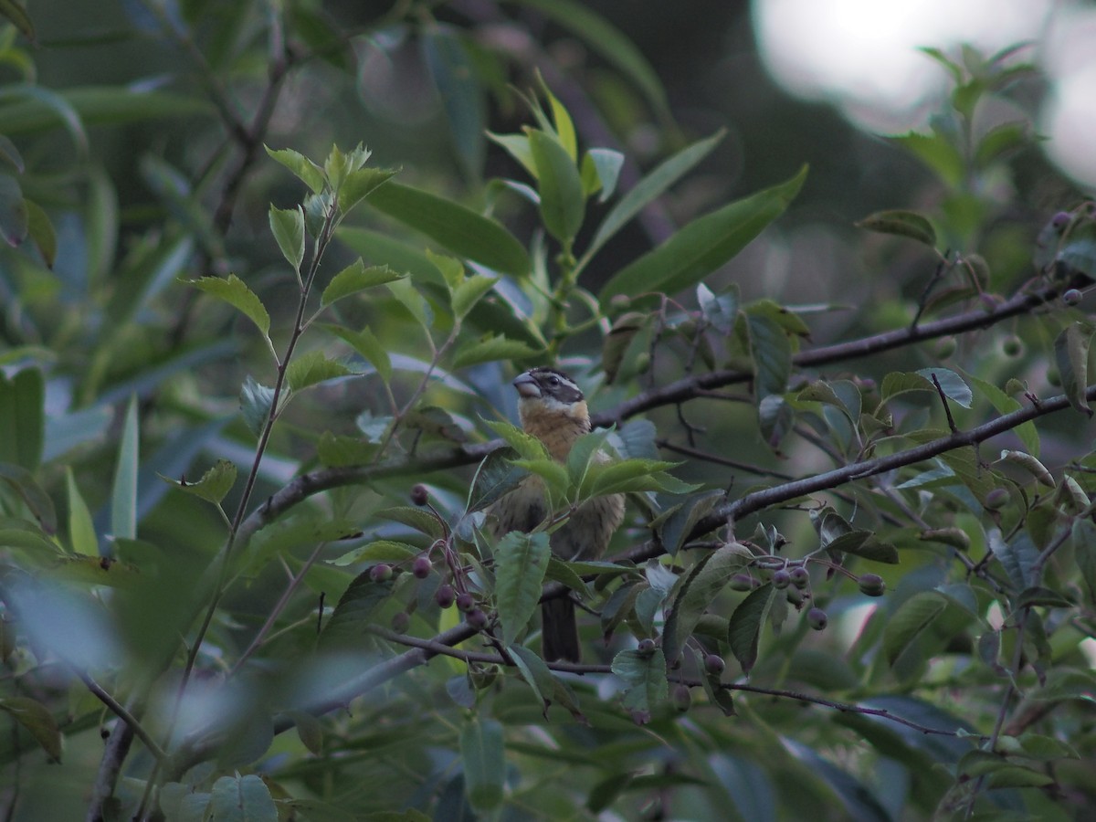 Black-headed Grosbeak - ML638306706
