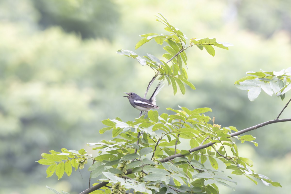 鵲鴝 - ML638306708