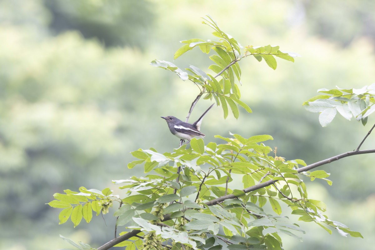 鵲鴝 - ML638306709