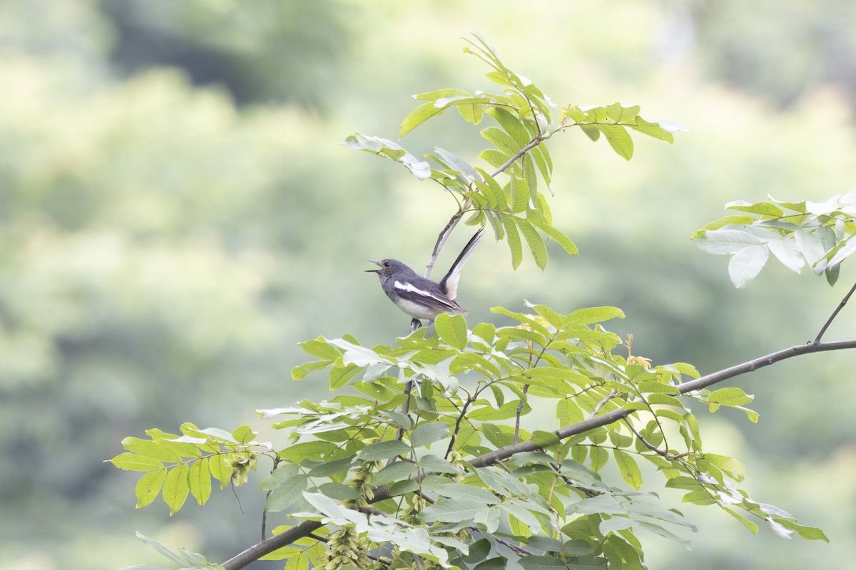 鵲鴝 - ML638306710