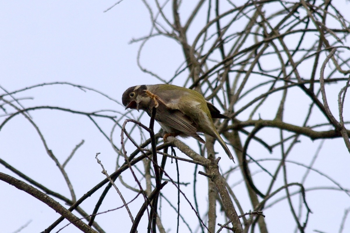 Brown Honeyeater - ML638306712