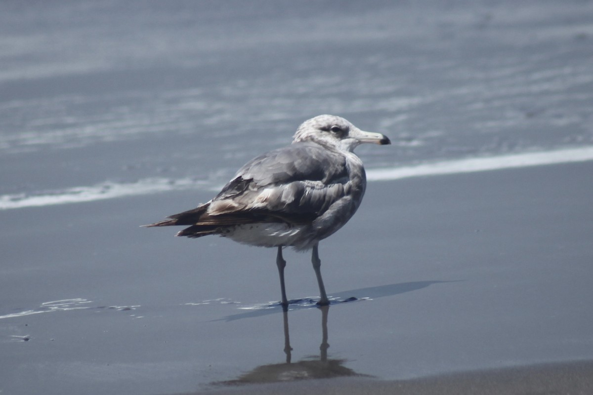California Gull - ML638306713