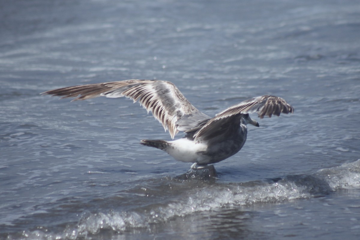 California Gull - ML638306714