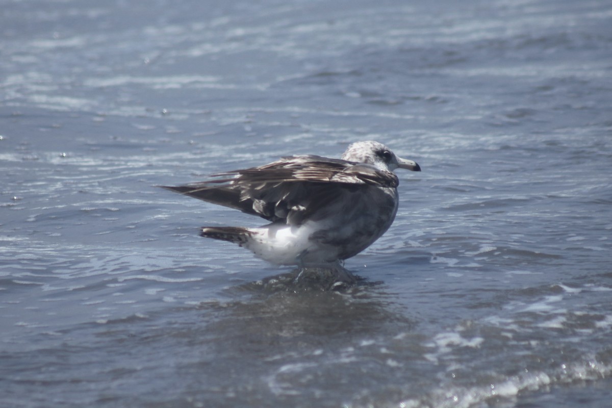 California Gull - ML638306715